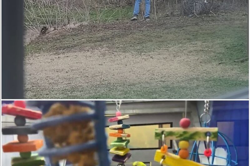 Betrayal of the Skies: PETA Exposé Reveals Millions of Intelligent Birds Trapped in Filthy, Feces-Coated Warehouses